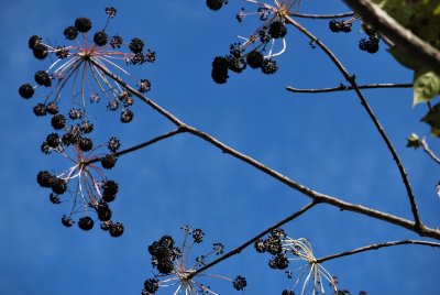 Kalopanax pictus - dlanitec pestrý - zralé plodenství